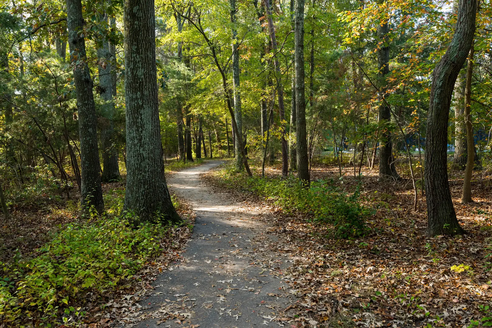 A paved neighborhood path beneath mature trees in Shipley’s Choice